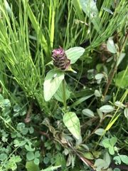 Prunella vulgaris