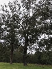 Eucalyptus fibrosa