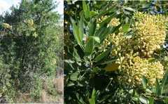 Heteromorpha arborescens arborescens