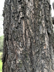 Eucalyptus fibrosa