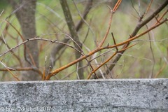 Aurantioporthe corni