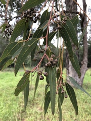 Eucalyptus fibrosa