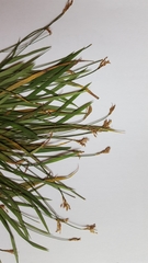 Carex ornithopoda