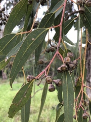 Eucalyptus fibrosa