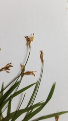 Carex ornithopoda