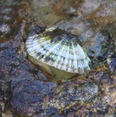 Siphonaria