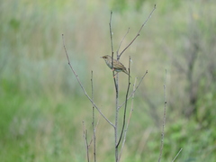Locustella lanceolata