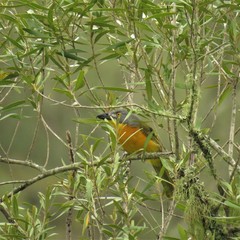 Malaconotus blanchoti