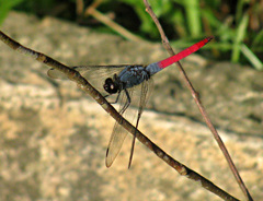 Orthetrum schneideri