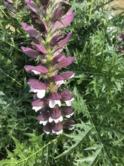 Acanthus spinosus