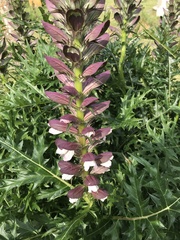 Acanthus spinosus