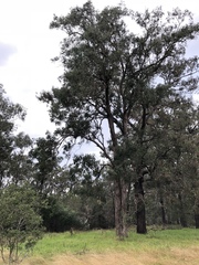 Eucalyptus longifolia
