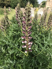 Acanthus spinosus