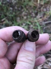 Eucalyptus longifolia