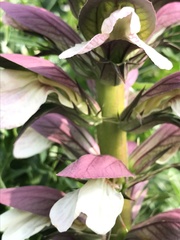 Acanthus spinosus