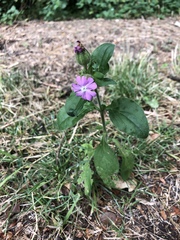 Silene dioica