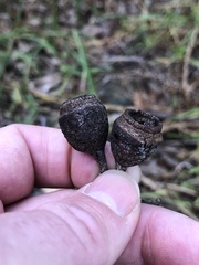 Eucalyptus longifolia