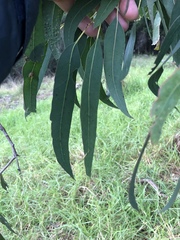 Eucalyptus longifolia