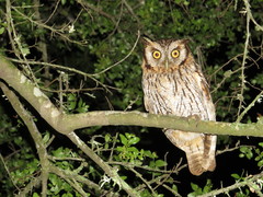 Tropical Screech-Owl photo 3