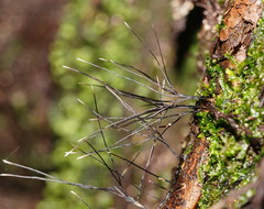 Xylaria filiformis