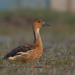 Fulvous Whistling-Duck - Photo (c) Sharma BC, some rights reserved (CC BY-NC), uploaded by Sharma BC