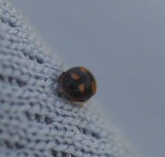 Nephus quadrimaculatus