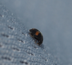 Nephus quadrimaculatus
