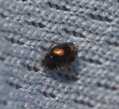 Nephus quadrimaculatus