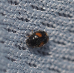 Nephus quadrimaculatus