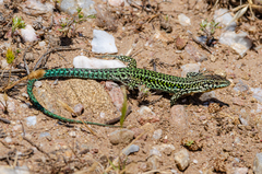 Tyrrhenian Wall Lizard photo 3