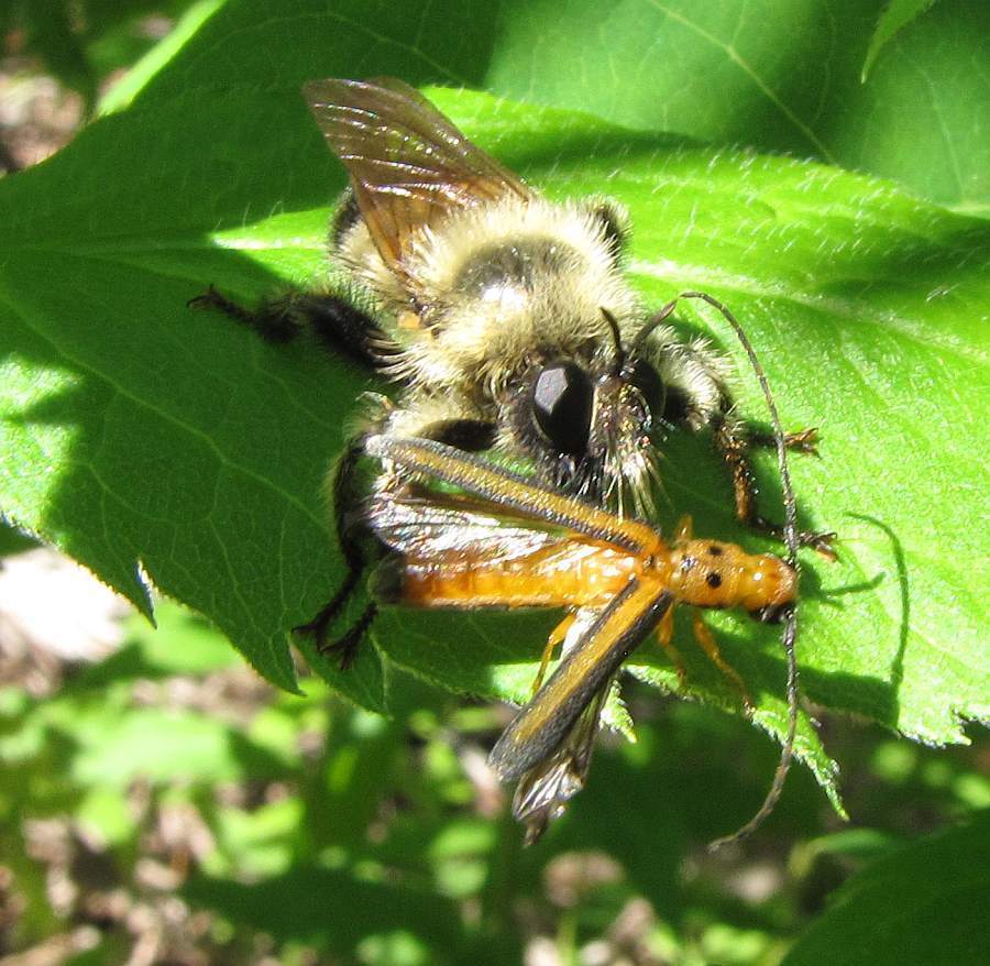 Yellow-waisted Laphria