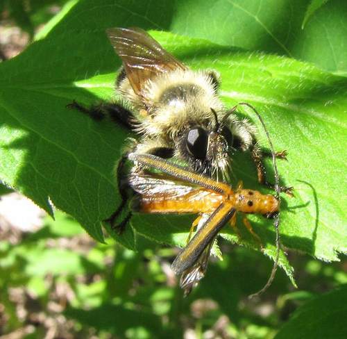 Yellow-waisted Laphria