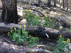 Thermopsis montana