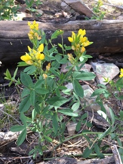 Thermopsis montana