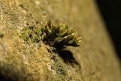 Orthotrichum stramineum