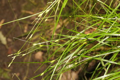 Carex remota