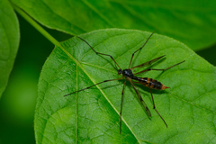 Ptychoptera quadrifasciata