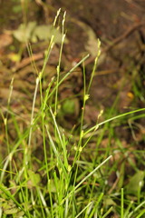 Carex remota