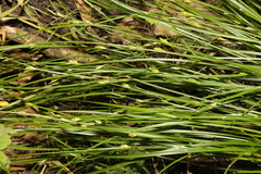 Carex remota