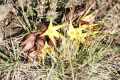 Orbea lutea lutea