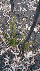 Melaleuca pityoides