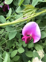 Lathyrus grandiflorus