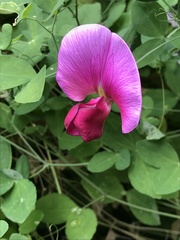 Lathyrus grandiflorus