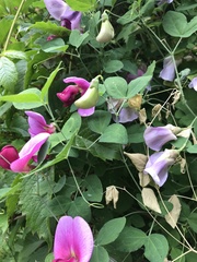 Lathyrus grandiflorus