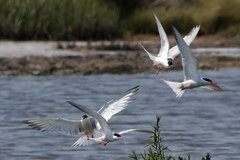 Sterna hirundo