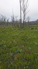 Leptospermum grandifolium