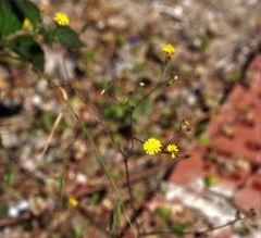 Crepis micrantha