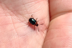 Gastrophysa polygoni