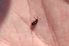 Gastrophysa polygoni