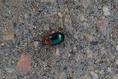 Gastrophysa polygoni